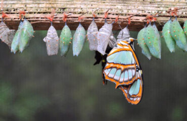 Butterfly Leaving Cocoon