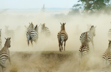 Herd of Zebras Running Away