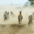 Herd of Zebras Running Away