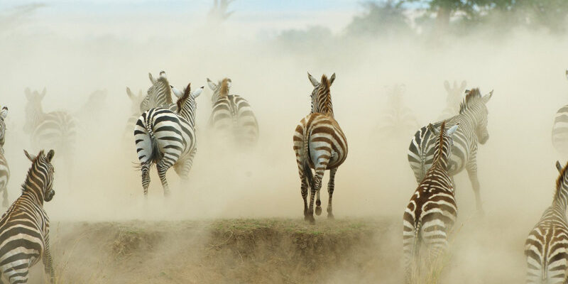 Herd of Zebras Running Away