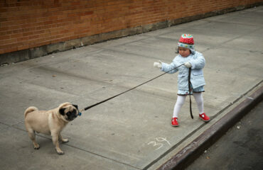 Little Girl Dragging Stubborn Dog On Leash