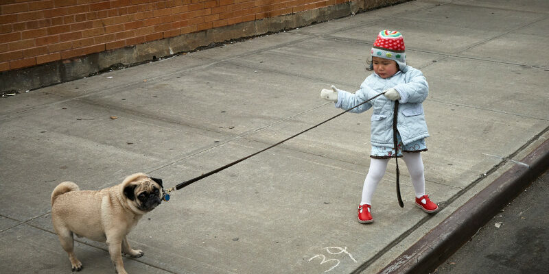 Little Girl Dragging Stubborn Dog On Leash